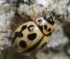 Tytthaspis sedecimpunctata
